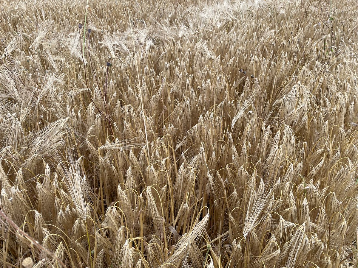 BrasserieFrance's tweet image. 🍺 Merci à nos voisins de l’Ain @aestiv pour ce début #moisson2023 de l’#orge d’hiver, joyau pour nos futures #bières, avec une belle qualité en perspective. 😊
@BrasseursFrance @SNBI_fr