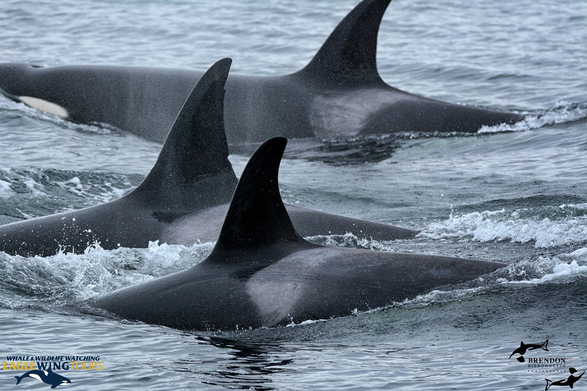 Over 20 Bigg's (Transient) Killer Whales in Juan de Fuca Strait! Read the full story here: buff.ly/2CRXQ0e 
Photo by Brendon⁠
#WhaleTales #2017 #OrcaActionMonth