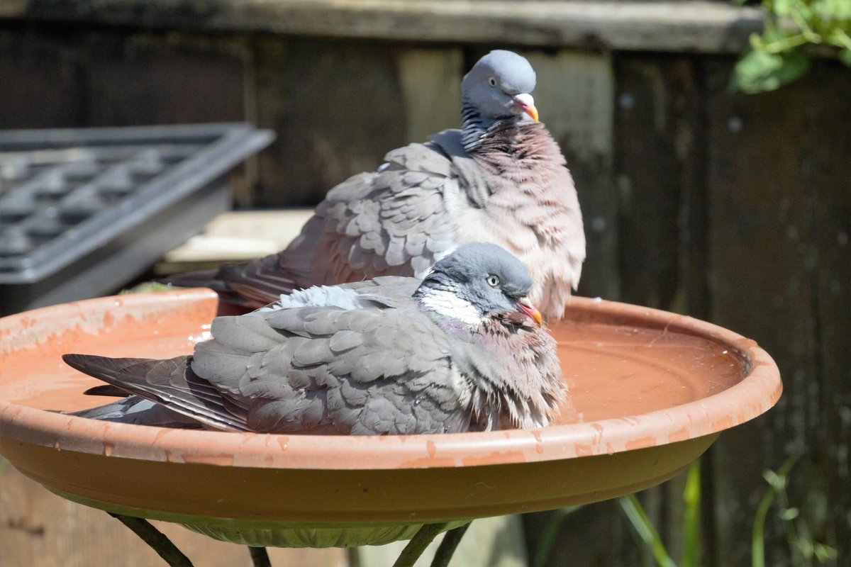 squirrelnutter's tweet photo. @katemacrae @BirdsyTV @Natures_Voice I’ve got 3 large plant saucers filled with water plus a solar fountain. The pigeons tend to set up camp in one of them during the hottest days🤗😊 https://t.co/CoW849qOa7