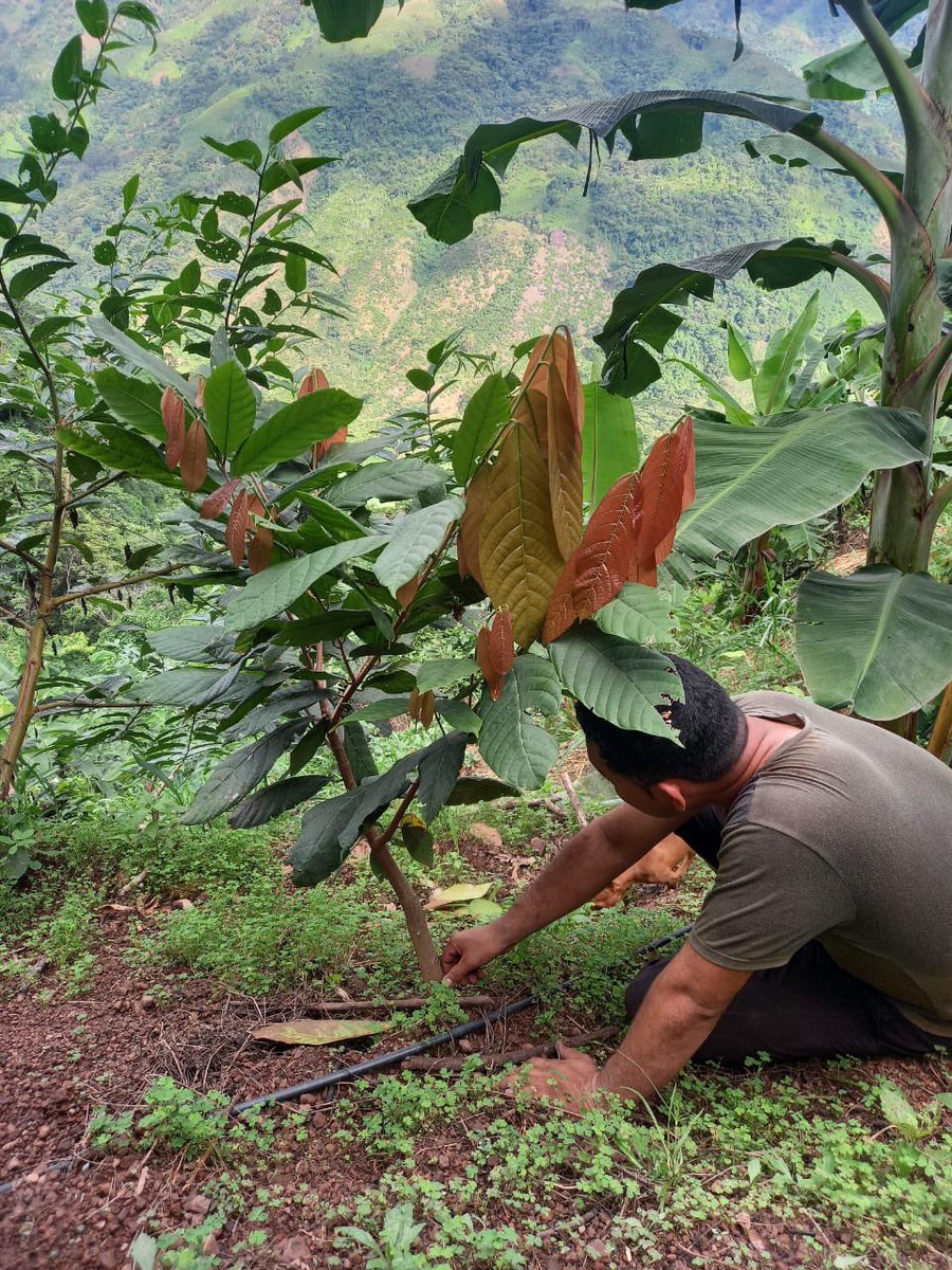 agrosolidariac's tweet photo. Proyecto desarrollado en las veredas de la serranía del Perijá apoyado por @AlcaldiaCodazzi @cia_chocolates @Socodevi_Col @OmarBenjumeaOsp https://t.co/wOiePAgR0e