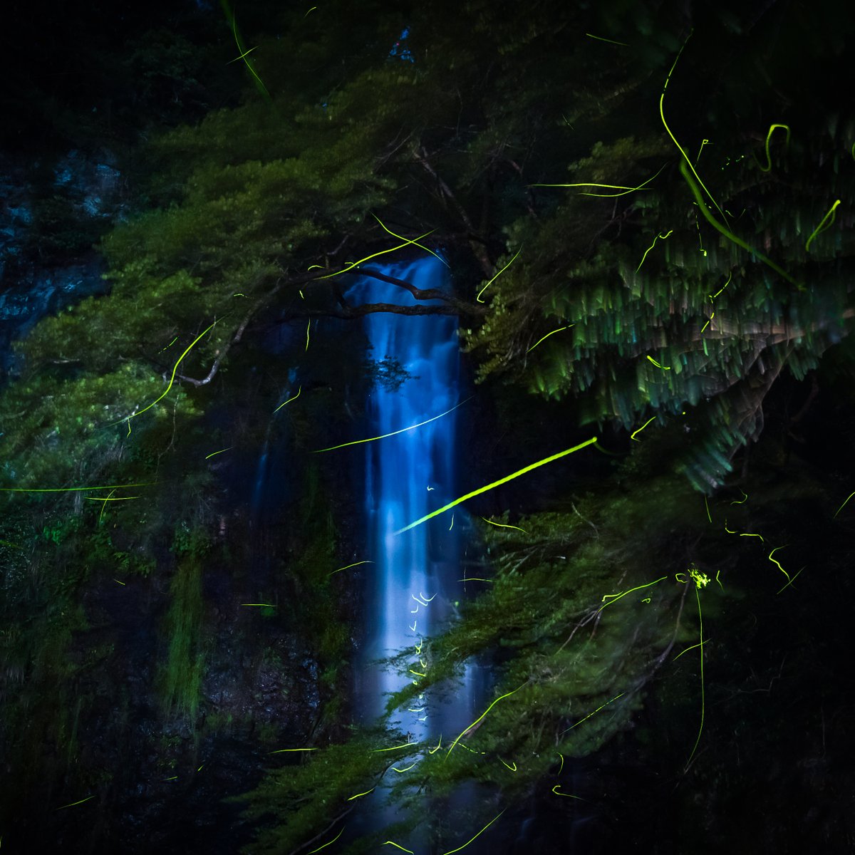 Fireflies at Minoh Waterfall #japan