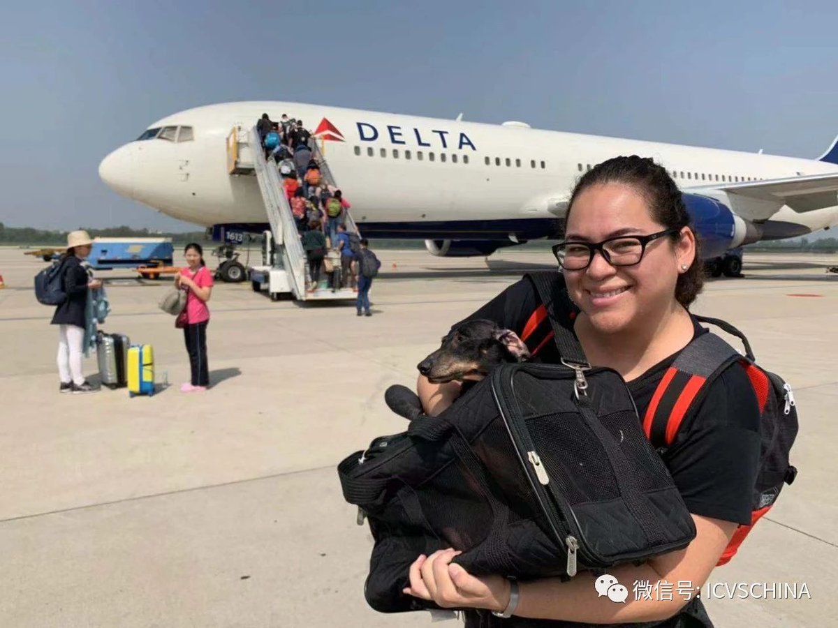 ICVS Animal Hospital tweet media