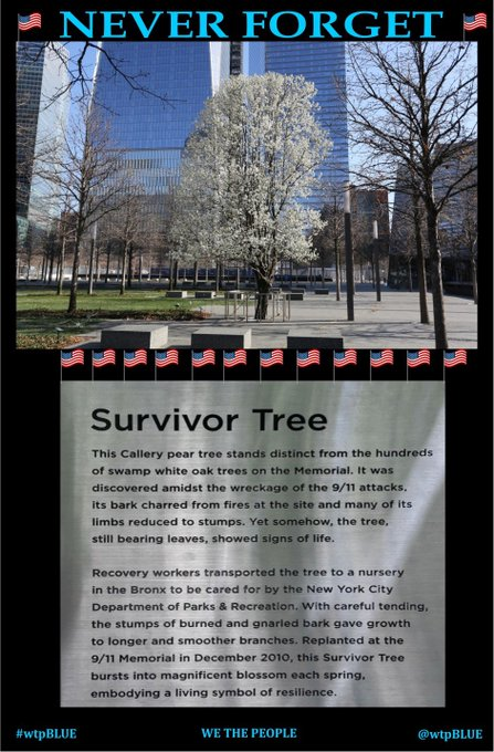 The Survivor Tree, The Survivor Tree is a callery pear tree…