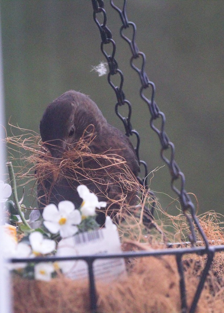 squirrelnutter's tweet photo. My hanging basket has been ransacked by a female blackbird… she’s pilfered most of the lining for nesting material. 😊🤗 @BBCSpringwatch #gardenbirds #birds #wildlife https://t.co/4ENtgxS27n