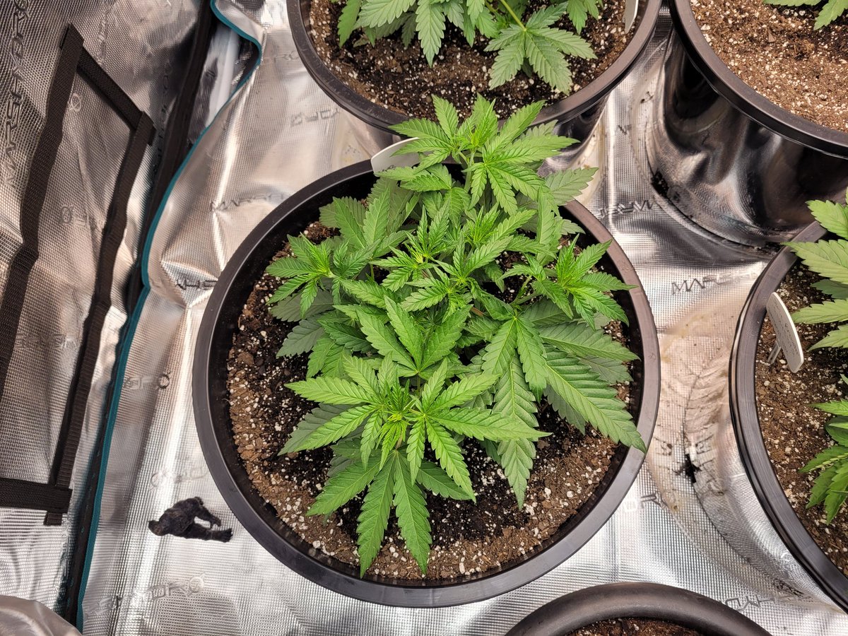 smokingbrew's tweet photo. 3 days after topping. I'm really happy with the way its looking so far🤘 https://t.co/uvl3ERrjGW