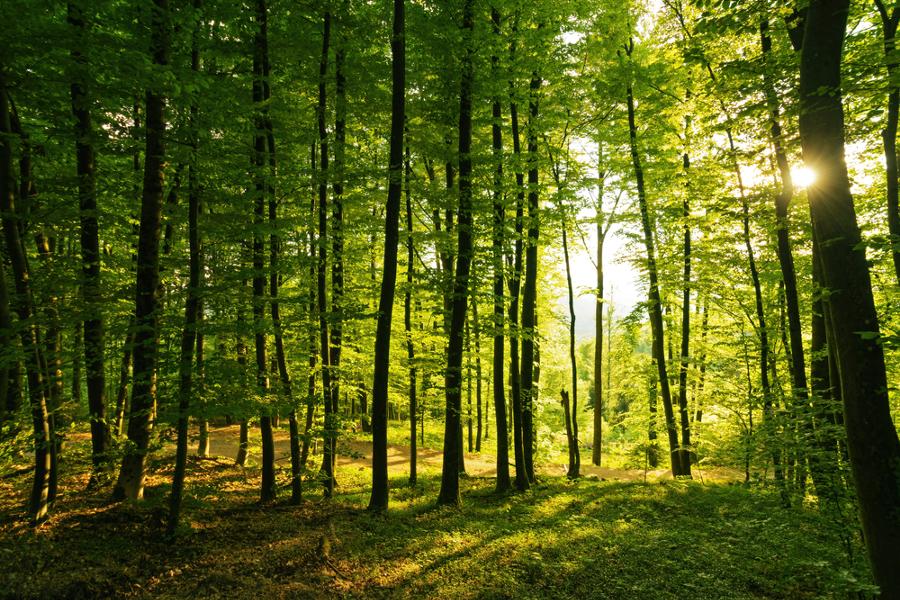 DenmaurPaper's tweet photo. Lots of products have an @FSCUK label on them, but what exactly do those three letters mean? 🌲🌲🌲

Our blog lifts the lid on the Forest Stewardship Council, and explains the importance of its certification to our #paper products: https://t.co/HFZjxz62Lu https://t.co/yZYcS0fdtj