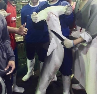 DrTOMontgomery's tweet image. #Sharks 

The UK has a long, dark participation in the shark fin trade,  importing 60 tonnes p.a in recent years (UK Gov data)

After years of campaigning, on 16th June 2023 the Lords finally passed a bill for a ban.

Royal assent is still required.

commonslibrary.parliament.uk/research-brief…