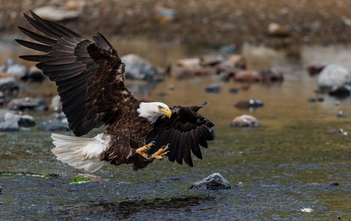 (Photo by Harry Collins)
#BaldEagle #BirdTwitter
