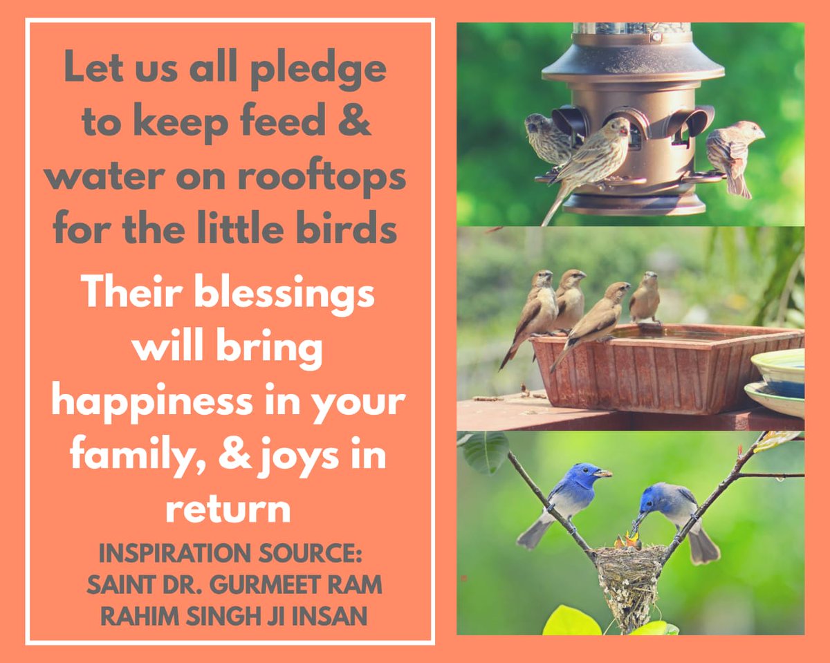 Serve birds daily guided by Saint Gurmeet Ram Rahim Ji during summer we need plenty of water & food to hydrate ourselves same as in summers birds also need plenty of water, food, so put food🍲 & water💦 for birds...Thus save little creatures of God. #SummerCare