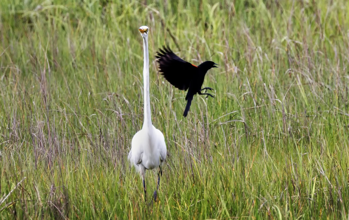 A red-winged blackbird buzzes a great egret at East #Boston's Belle Isle Marsh today. My @NBC10Boston photo.