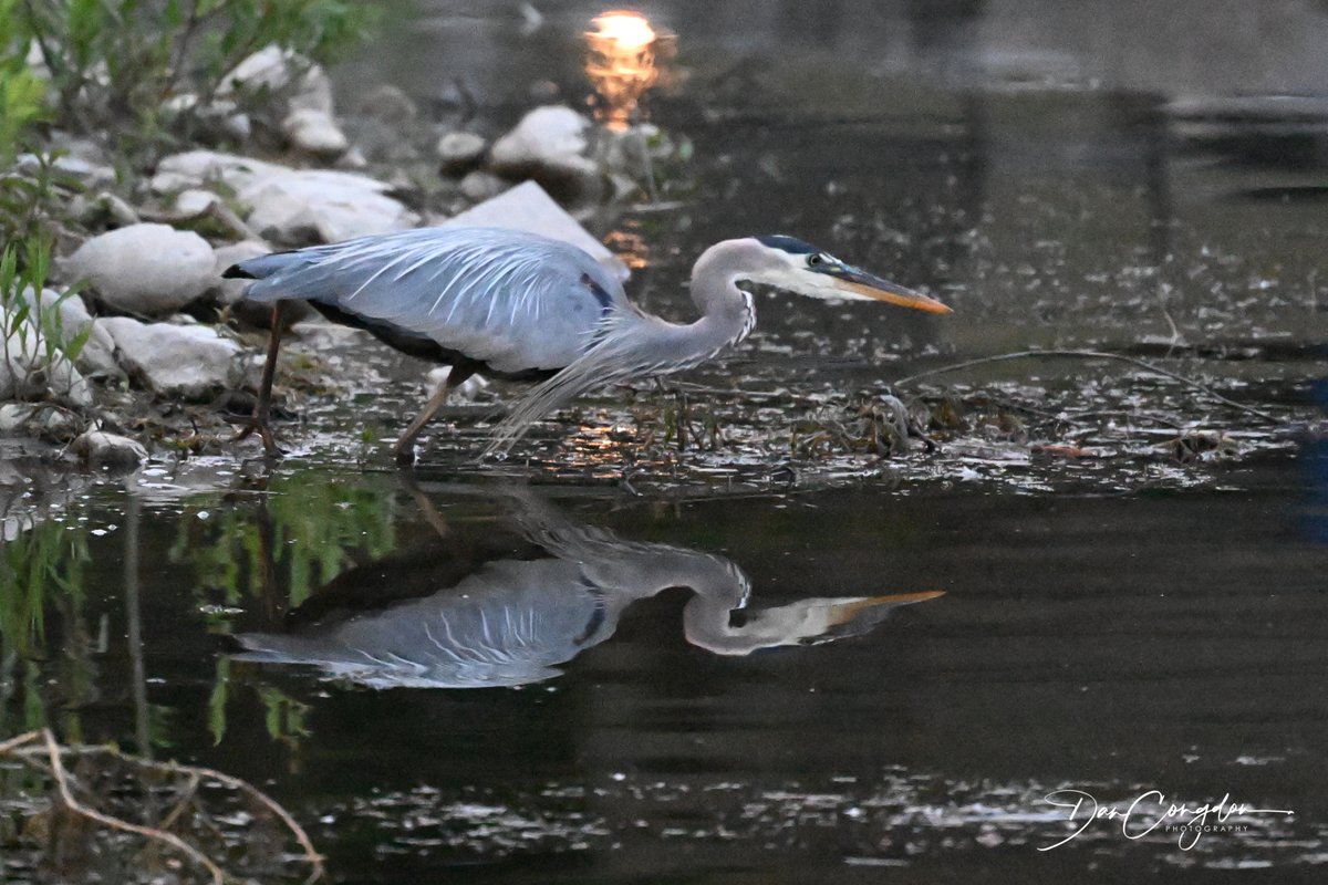 🪶📷 I temporarily interrupt my baseball-filled feed with some views of a Great Blue Heron taken at sunset at Waterloo Park.  Yes, it had sushi for dinner.

#Heron  #WRAwesome  #NaturePhotography  #Nikon