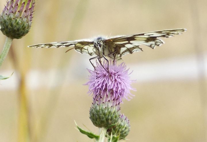 Art of the Day: "Butterfly and Thistle". Buy at: ArtPal.com/Nmlart?i=94566…