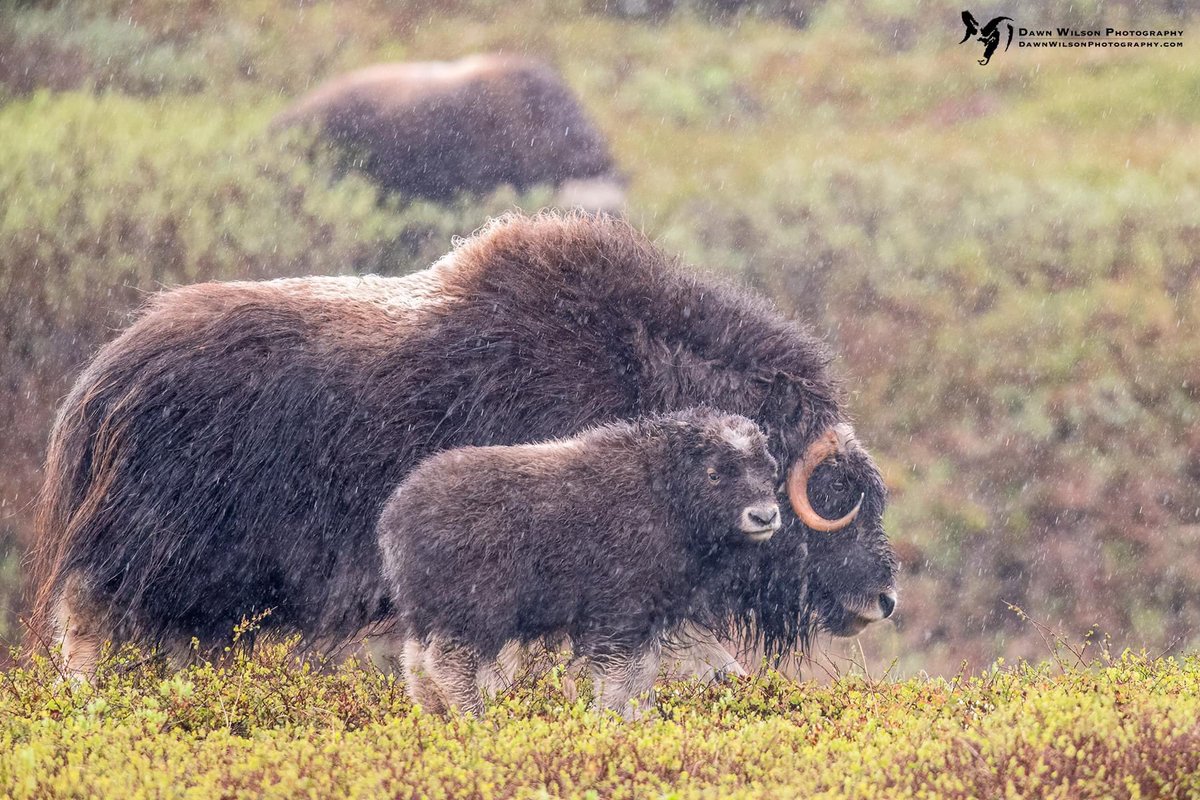 DawnWilsonPhoto's tweet image. Muskox…the modern world’s version of a wooly mammoth. 🦣 

#alaska #woolymammoth #wildlife #wildlifephotography #sheexplores #alaskamag #alaskageographic #animals