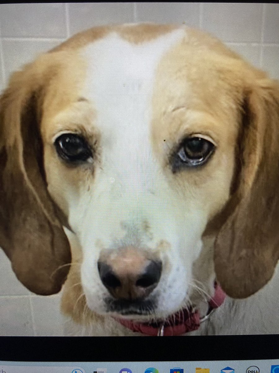 Indigogirls's tweet photo. Don’t tell Andrew but I may be visiting a potential adoptee on Wednesday. https://t.co/JkwG10OD45