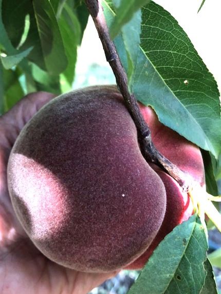 NaylorOrganics's tweet photo. Getting Ready for the Jubilee - https://t.co/8YsRxkteac #upickfarm #naylororganicsupick #whitepeachesandnectarines #blackberries #plums #organicstonefruitjubilee https://t.co/8EB2IAUNLU