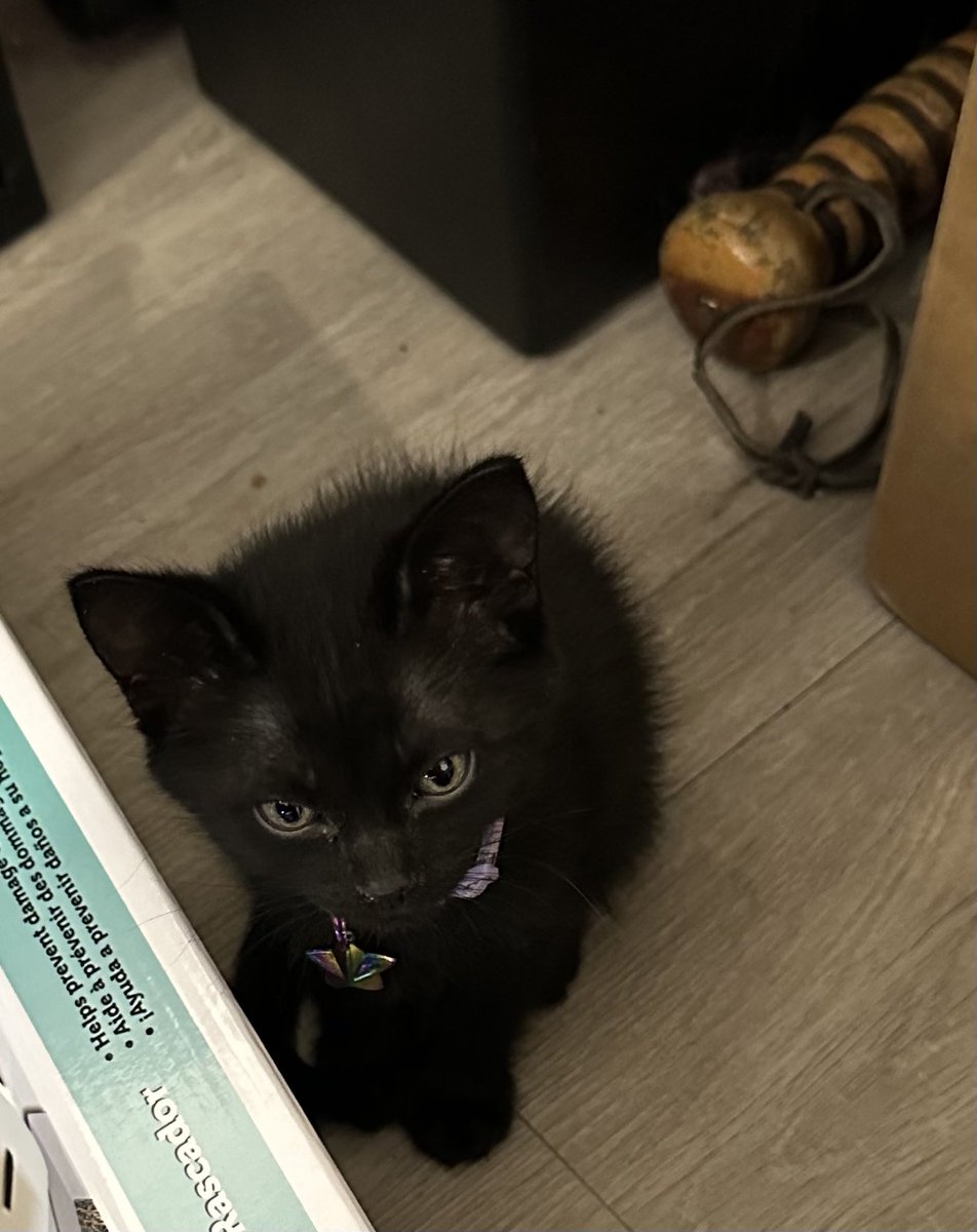 Hi, Iz Xanadu, smol baby type House Panther.  Iz been ripped away from my Mombe cate, my brofurs and my sisfurs rood.  Iz at new home with WeMa, hooman type.  Iz gots lots of training for this hooman!  You sperienced cates can give me few pointers.

#CatsOfTwitter