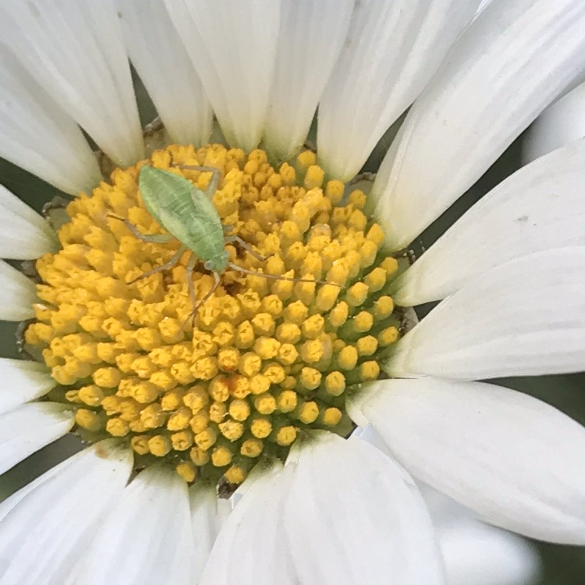 Day 15 - taking a moment to admire the lovely bank of Oxeye daisies in the garden. Some poppies & cornflowers starting to come through & other #wildflowers sown earlier this year. This bank attracts so many insects; I’ll be keeping an eye out in the coming weeks! #30DaysWild