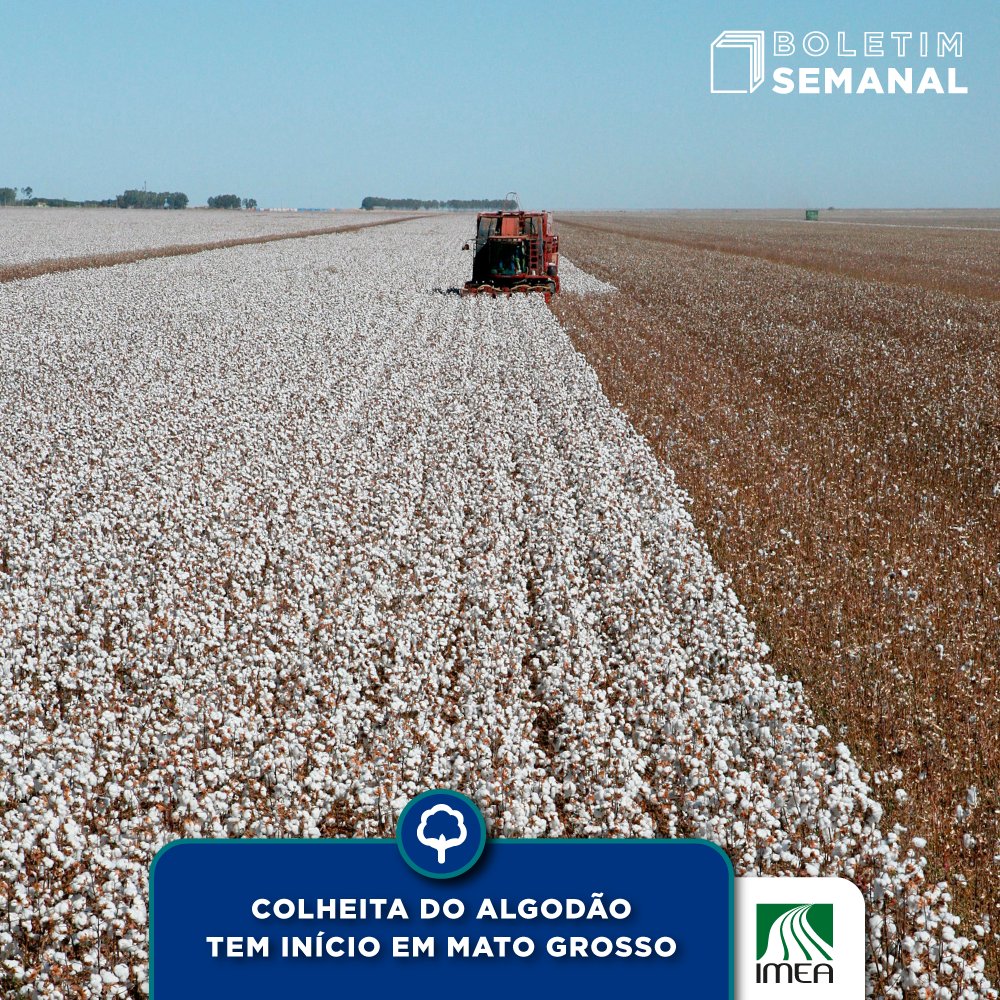 A colheita do algodão 22/23 começou em Mato Grosso. Até 16/06, 0,37% dos 1,2 milhão de hectares estimados para a temporada já foi colhido e está 0,25 p.p. à frente do observado na safra 21/22. 

👉 Confira os boletins semanais: linktr.ee/imea.mt.
