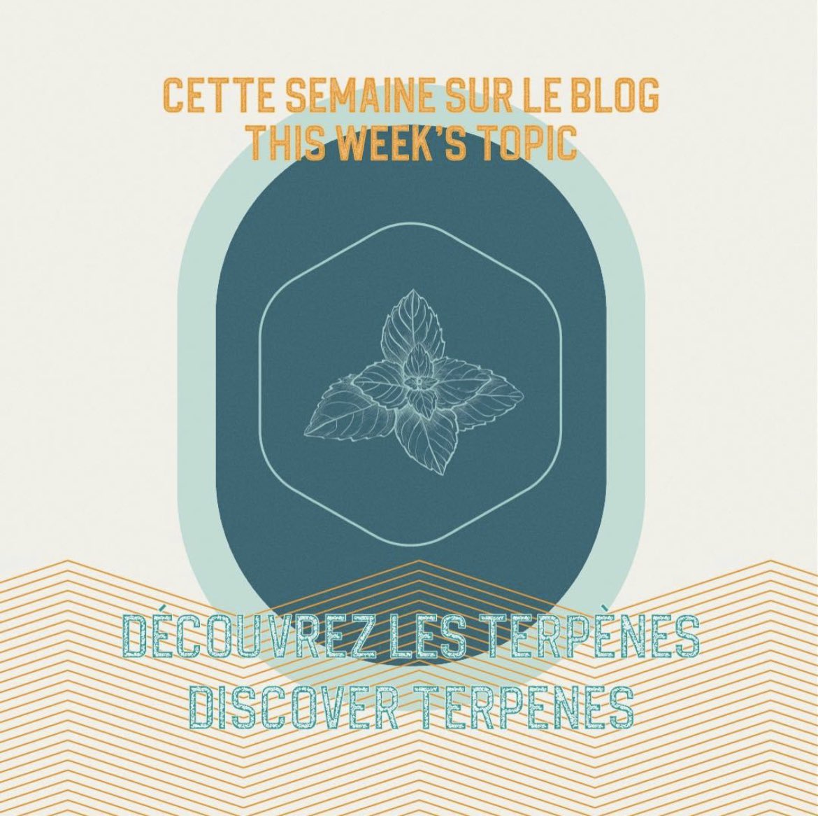 Phellandrene is known as a secondary terpene. It is one of the lesser-known terpenes, but still plays an important role in cannabis. Phellandrene is found in several species of eucalyptus plants. The aroma of phellandrene is woody, minty, slightly citrusy with herbaceous scents.