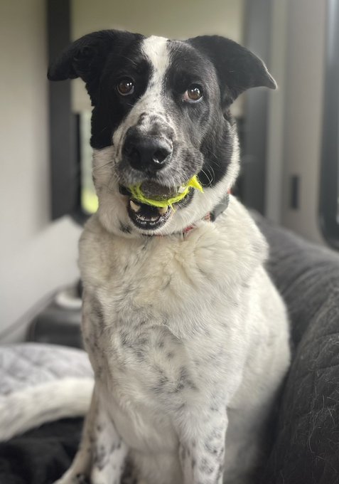Just a boy who loves his tennis balls 🐶 🎾 https://t.co/JfAnMgJLCe<a href="/tag/besties"class="tags"><span>#besties</span></a><a href="/tag/fireball"class="tags"><span>#fireball</span></a>