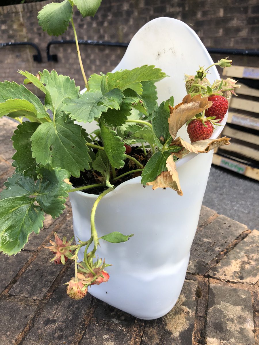 CoralineT88's tweet image. We have 🍓 and they are delicious :) #gardening #otstudent #greentherapy #taketherapyoutside