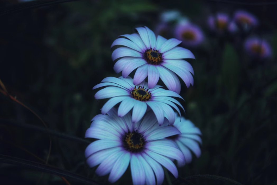 The Menai Bridge with nature hand in hand. #Menai #menaibridge #Northwales #dragonfly #butterfly #flowers #nature #NaturePhotography #canonphotography