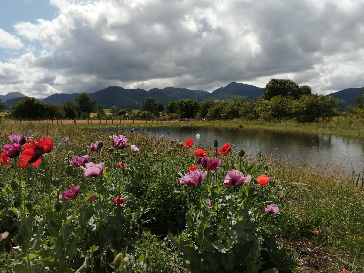 Joe Saxton tweet media