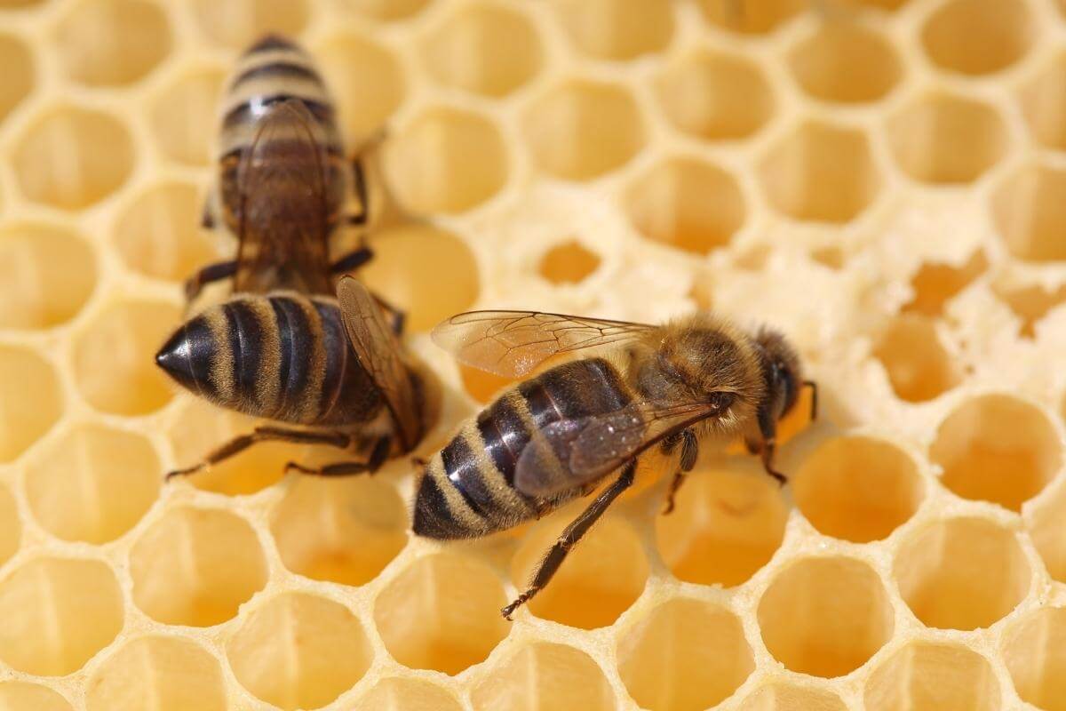 It's Pollinator Week! 🐝 🐝 🐝

The Buzz on Saving Florida’s Honey Bees: authenticflorida.com/save-the-bees/

#PollinatorWeek #Florida #SaveTheBees #AuthenticFlorida