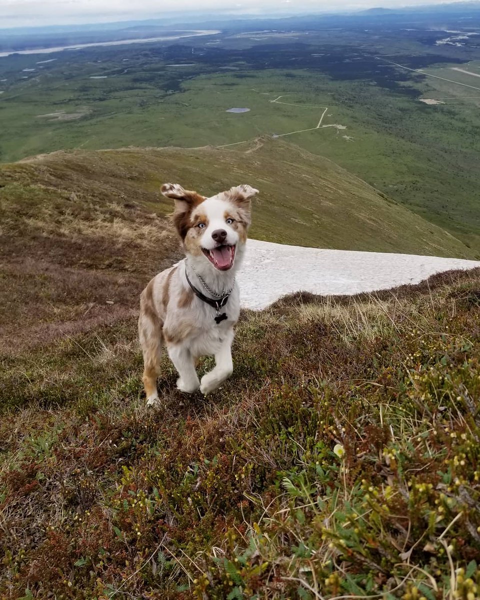 A thousand words for happiness.

#alaska #happydog #hiking #hikingadventures #windyday #ecstasy #mountains #Views #outdoors #climbing #dayhike #australianshepherd #aussielovers #aussie #redmerle #puppy #puppyoftwitter #goofy