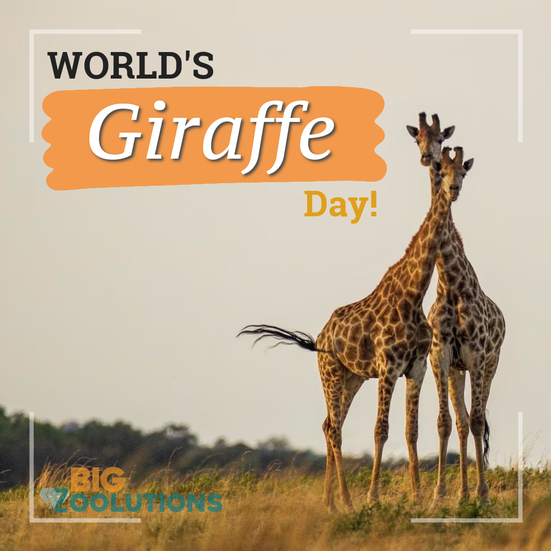 bigzoolutions's tweet photo. 🦒 Happy World Giraffe Day! 🌍💛 🙌 Let's stand tall with the giraffes and protect their natural habitats together! 🌿 Share your love for these gentle giants. 🦒#wildlife #naturelovers #WorldGiraffeDay2023 https://t.co/6SviK0ClXP