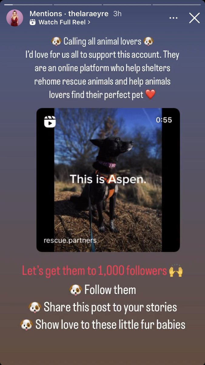 Oh hey there Lara from #MAFS 😍👋 Thank you for the support 🙌

Follow, like, and share us as we aim to bring all shelters together on one platform, and rehome their animals and quicker. 
Help us help them ❤️ 🏡 
#rescuedoguk #rescuecats #rabbits #shelter #shelterdog #mafsuk