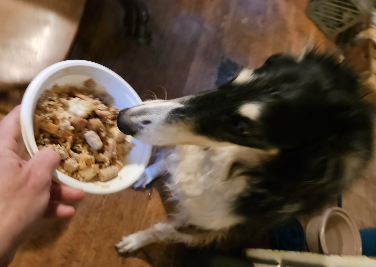 Houndqueen Zhava had a birthday!   In 12 good years on this beautiful world, has she yearned for anything as much as she wanted this bowl of teriyaki chicken that she was absolutely certain I was going to eat?  Probably not.

Can't have cake, pancreas too sensitive, this s better