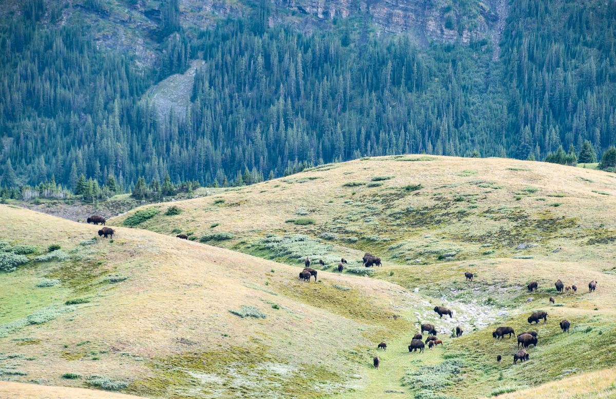 Banff National Park, Parks Canada (@banffnp) on Twitter photo 📣 <a href="/ParksCanada/">Parks Canada</a> is pleased to announce that bison roam free in <a href="/BanffNP/">Banff National Park, Parks Canada</a> following the Plains Bison Reintroduction Pilot. 📣
We thank everyone for their ongoing support and input on this reintroduction effort. Check out the final report on the pilot here: ow.ly/LiVb50OS5PS 📣 <a href="/ParksCanada/">Parks Canada</a> is pleased to announce that bison roam free in <a href="/BanffNP/">Banff National Park, Parks Canada</a> following the Plains Bison Reintroduction Pilot. 📣
We thank everyone for their ongoing support and input on this reintroduction effort. Check out the final report on the pilot here: ow.ly/LiVb50OS5PS