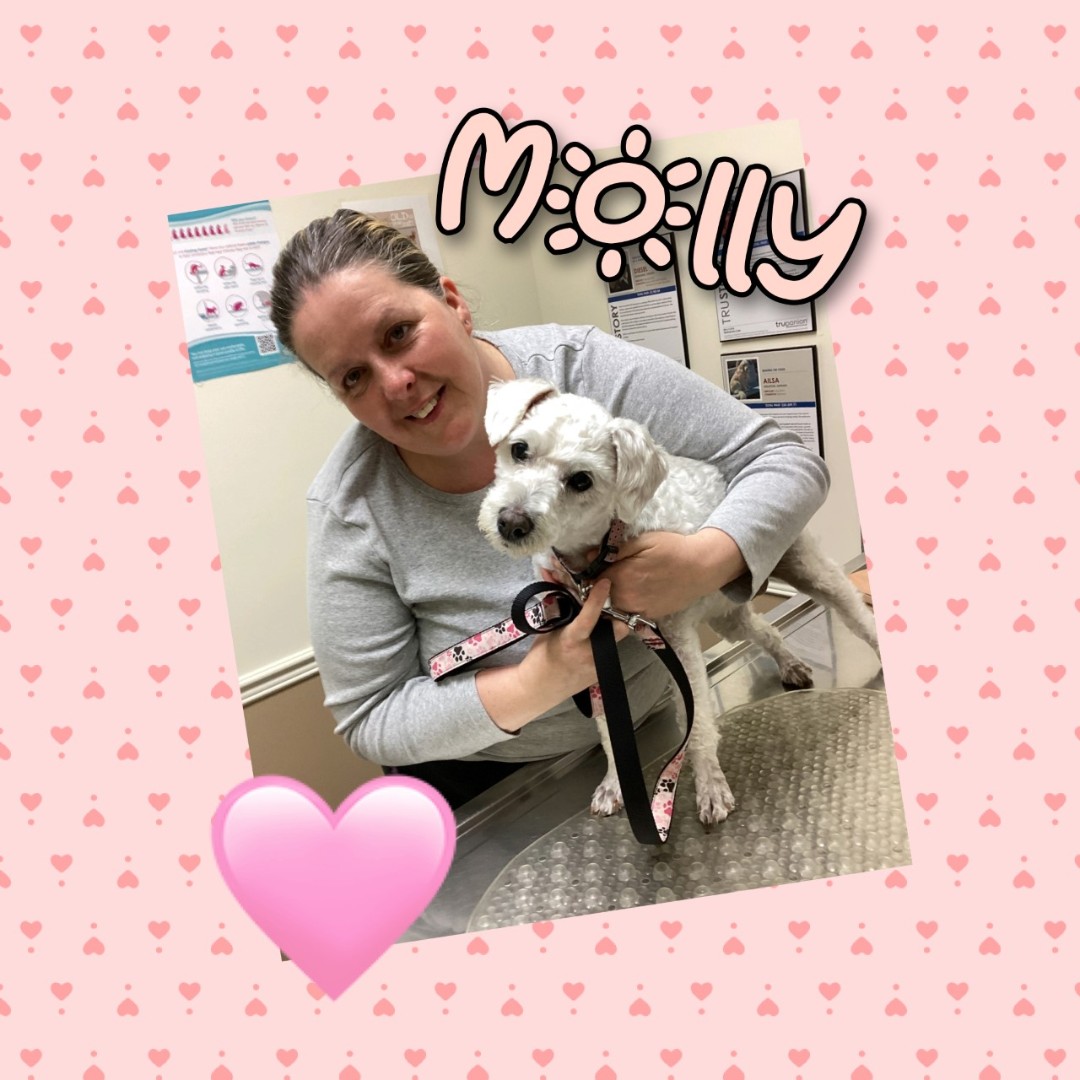 Meet Molly!
#Petoftheday #kingston #ontario #24hrhospital #afterhoursvet #veterinarycare #petcare #animalhospital #24hour #princessanimalhospital #kingstondowntownanimalhospital