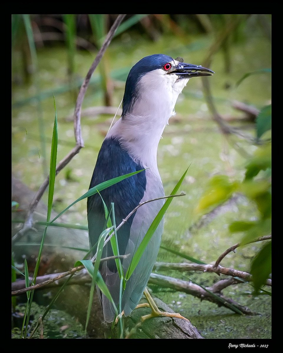 'NORTHERN FRIENDS' instagram.com/p/CtsAF11xRN4/… #CanadianGeographic #NationalGeographic  #BlackCrownedNightHeron #Spring #WildlifePhotography #OntarioParks #PicOfTheDay #BirdPhotography #CanadianWildlife #Art #Earth 📸 🇨🇦