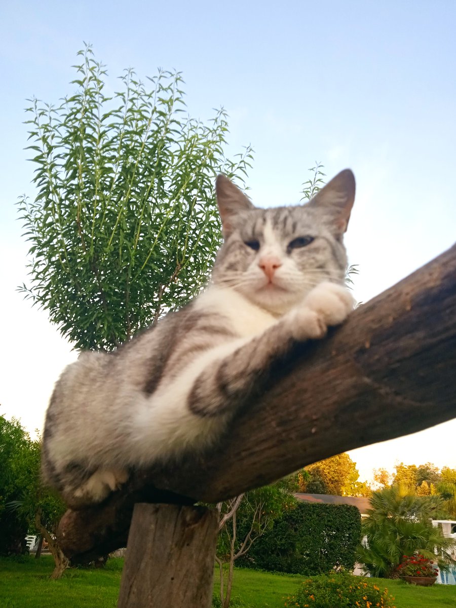 おはよう🌞
　　　ママにゃん🌞

😺ここ落ち着く
　　　ニャン😺

✨笑顔一杯の
　　素敵な１日に
　なりますように✨

#ガーデニング
# ねこのいる幸せ