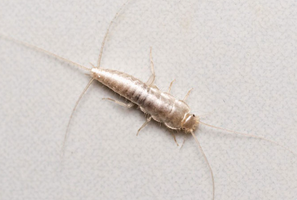 frasesdem3rda's tweet image. Eu: * vou mijar às 2 da manhã *
Ninguém:
Absolutamente ninguém:
Este filho da puta a correr no chão da casa de banho: