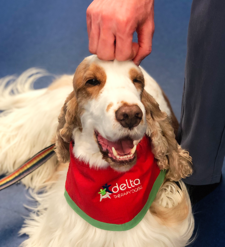 💜 What situation can't be made better by a boop from a doggo? 
Delta Therapy Dogs like Harry 🥰 have real impact on staff, patients and their families. 💜
Make and impact. Donate today. loom.ly/-pxS9cg
#TaxDeductible #DeltaTherapyDogs #DonateForChange #BeLifeGiving