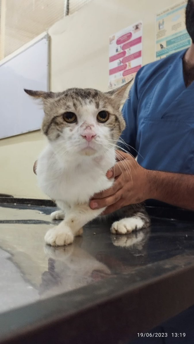 Sherpao came to us last month suffering from a respiratory infection and flea infestation. He was brought in by the kind family that feed him and generally look after him. He’s all healed now, fully vaccinated and neutered. And yes that is his happy face 😊😊