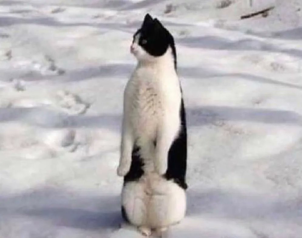 Me: Generate a penguin and a cat
AI: