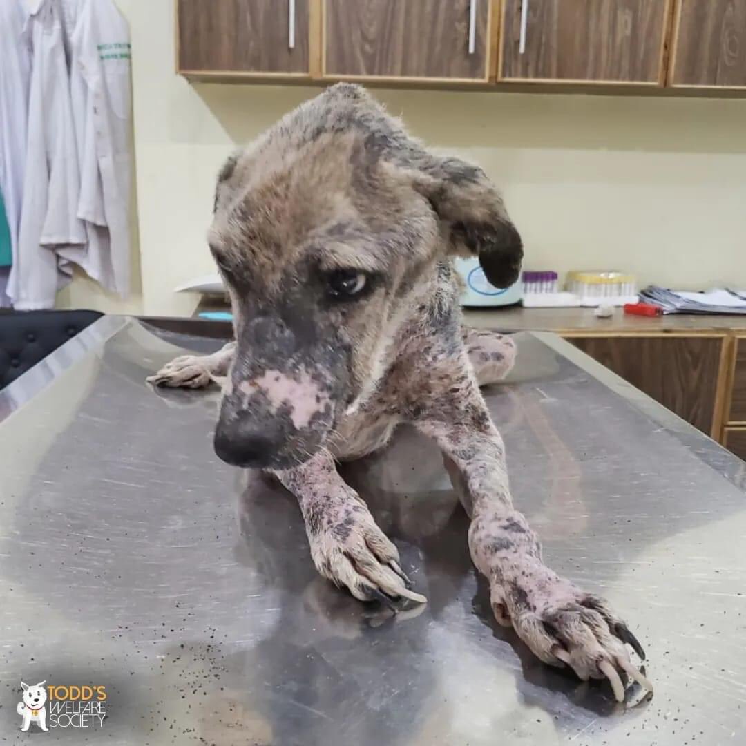 We brought you Tiger in April who came to us all the way from Multan. Tiger was not only suffering from advanced scabies but also had a large infected wound on his face. To say that Tiger was suffering was an understatement, but we made him comfortable, before starting treatment