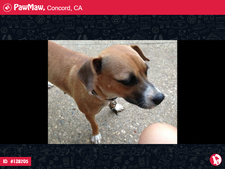 BABY GIRL – LOST DOG IN CONCORD, CA, 94520

More Details:
pawmaw.com/lost-baby-girl…

#LostPetFlyera
#LostDog #LostPet #MissingDog
#LostCat #LostPetFlyer #FoundPet