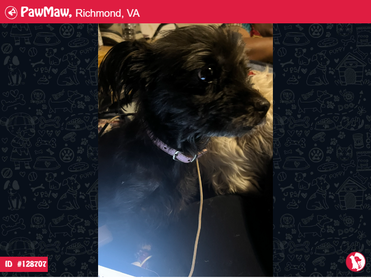 SWEETIE – LOST DOG IN RICHMOND, VA, 23222

More Details:
pawmaw.com/lost-sweetie/1…

#LostPetFlyera
#LostDog #LostPet #MissingDog
#LostCat #LostPetFlyer #FoundPet