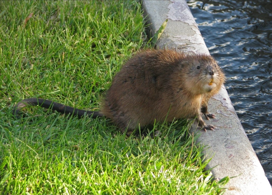 @QuilomboNoruega Foto de foca almizclera