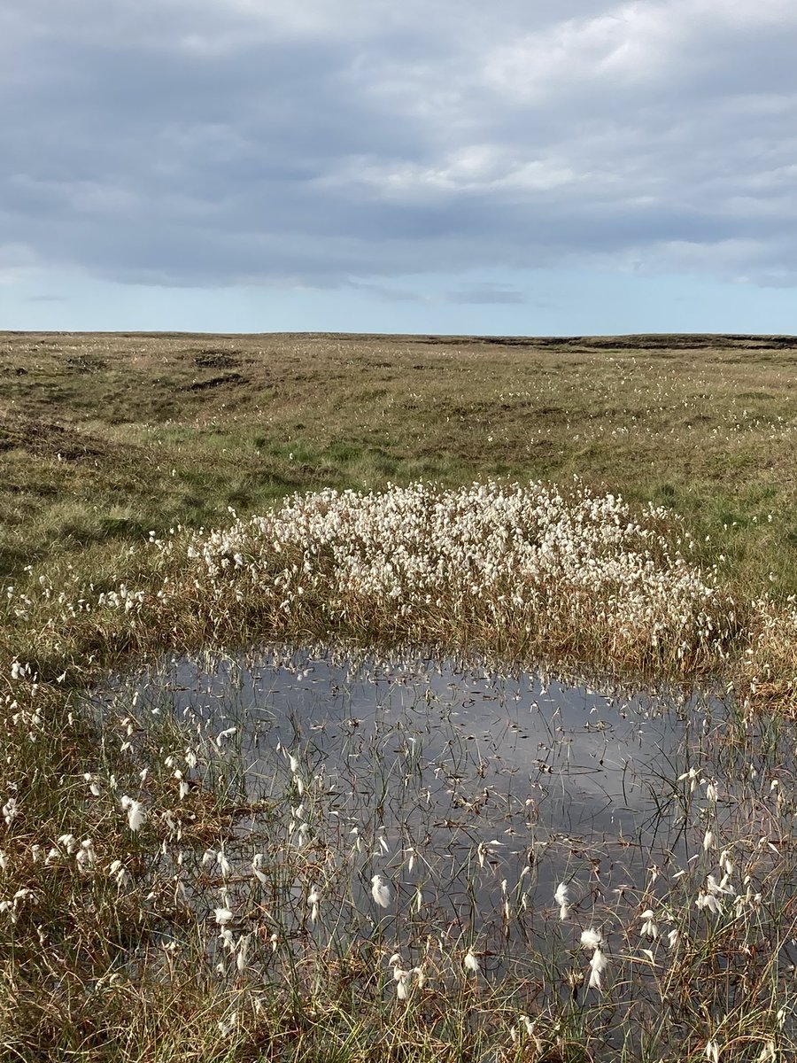 funnypenny's tweet photo. So much wild cotton grass up around Hail Storm Hill, it looked like patches of snow. #hailstormhill #rossendale #windmills #scoutmoorwindfarm #cowpemoss #penninebridleway #rossendaleway #cheesden #knowlemoor #wildcottongrass https://t.co/AMEDbGJkIQ