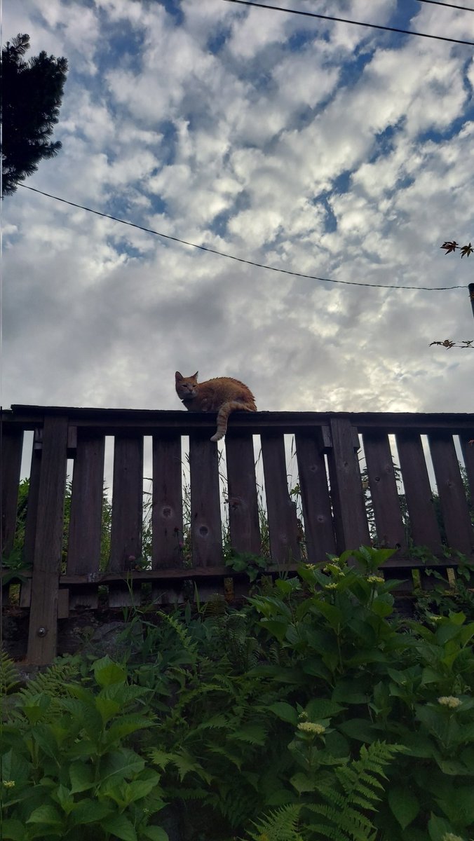 I'm on the fence.
#Hedgewatch
#kittyloafmonday