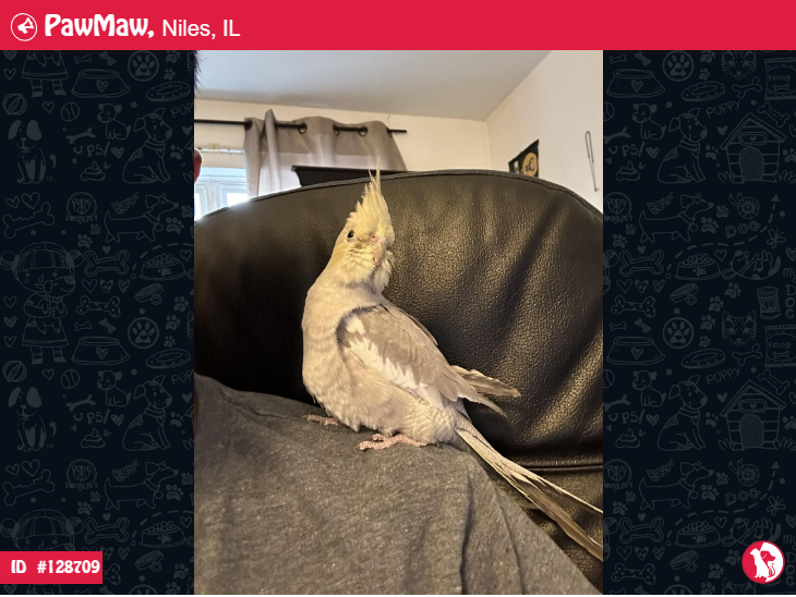 ERAMIS – LOST BIRD IN NILES, IL, 60714

More Details:
pawmaw.com/lost-eramis/12…

#LostPetFlyera
#LostDog #LostPet #MissingDog
#LostCat #LostPetFlyer #FoundPet