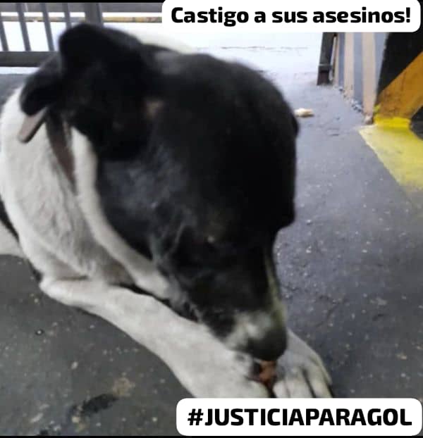 #19Jun #JUSTICIAPARAGOL Ni indiferencia ni olvidó, se exige castigo!!!