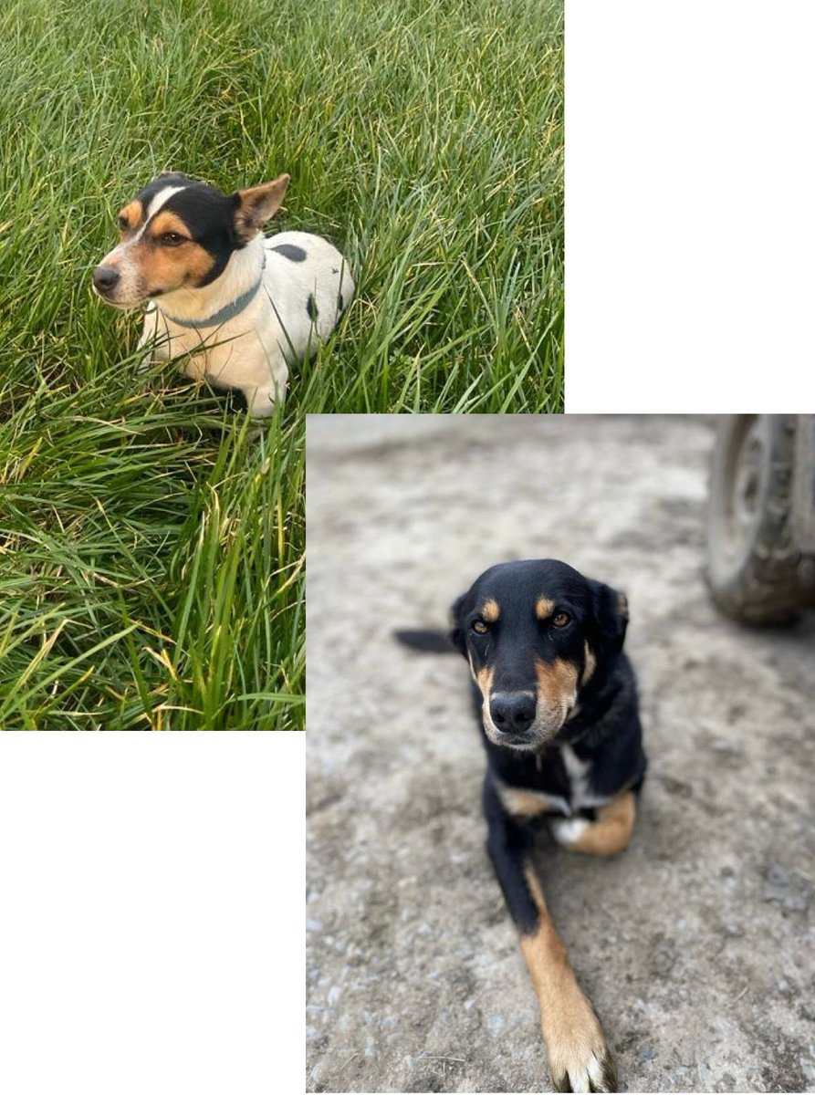 Our two dogs went missing today in the Paulstown/Castlewarren area. If anyone spots them can you please get in touch. Thanks