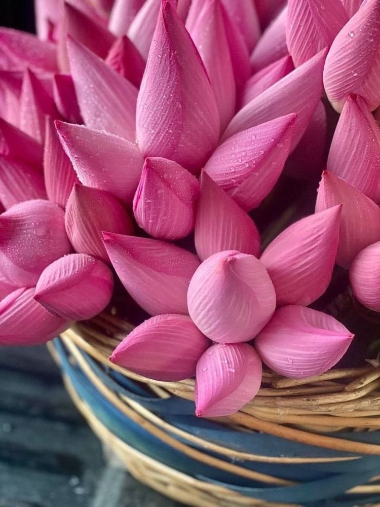 luckshmi 🪷 🌿 on Twitter "Overall, the lotus flower symbolizes